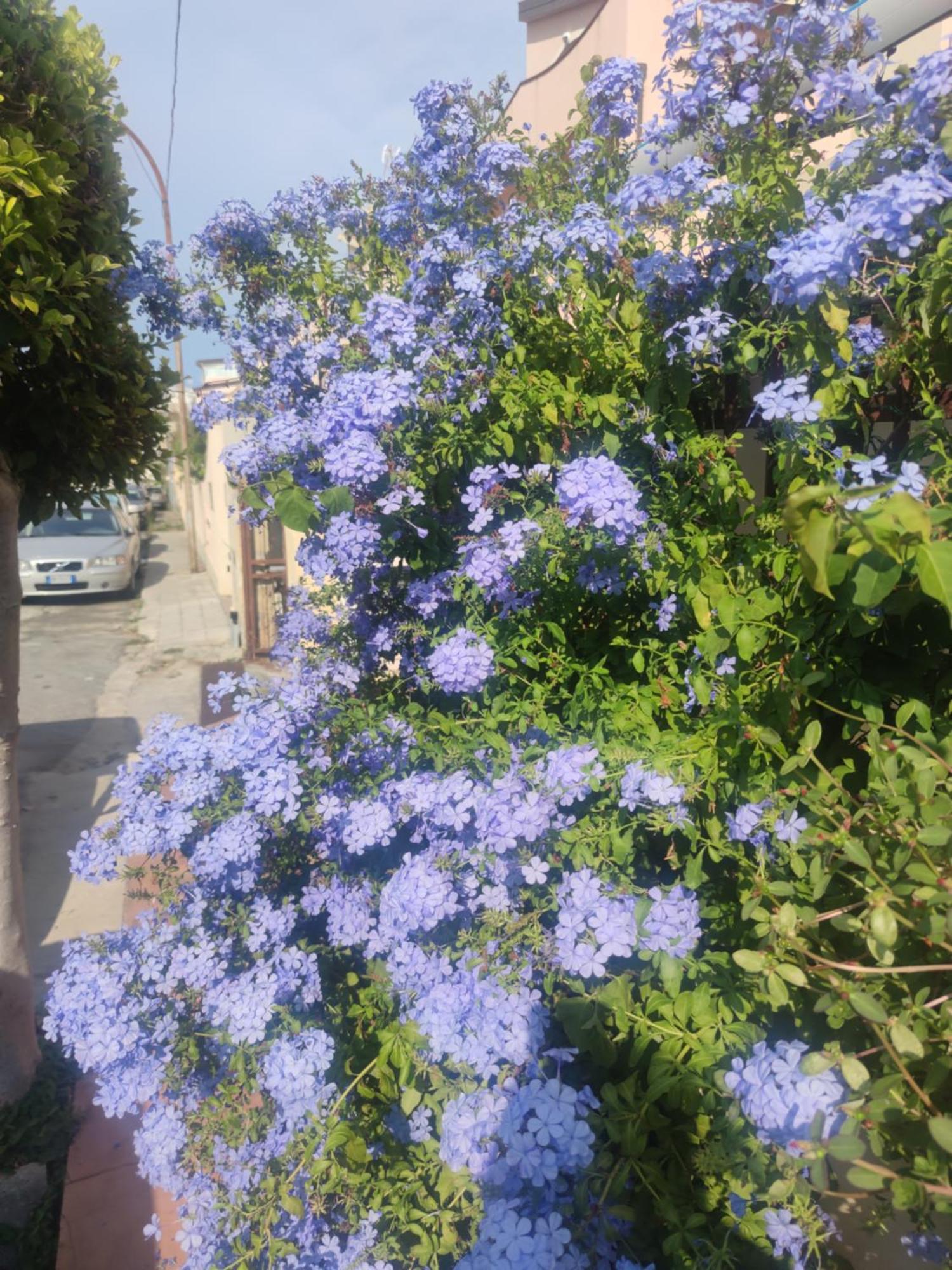 My Little House - Appartamento Con Patio E Parcheggio Privato A 5 Minuti Dalla Spiaggia E Dal Centro Tropea Buitenkant foto