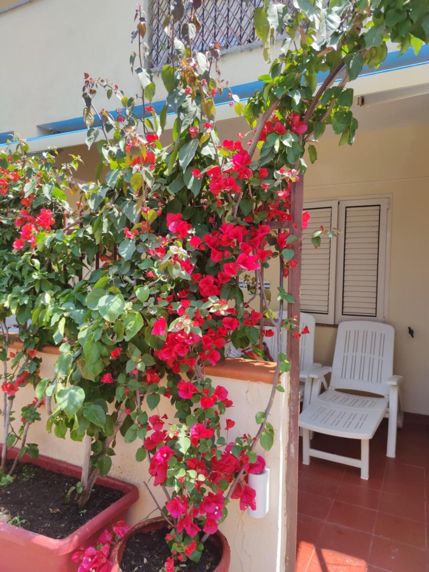 My Little House - Appartamento Con Patio E Parcheggio Privato A 5 Minuti Dalla Spiaggia E Dal Centro Tropea Buitenkant foto